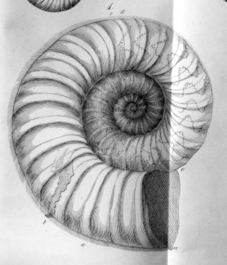 ammonites