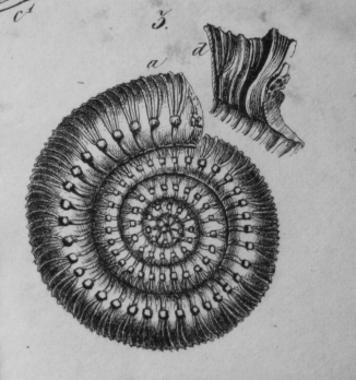 ammonites_2