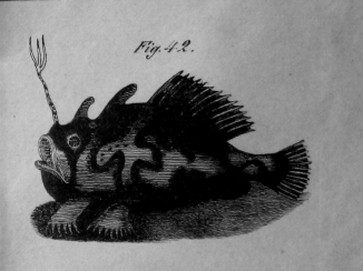 Bell plate4_fish
