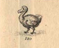 dodo original